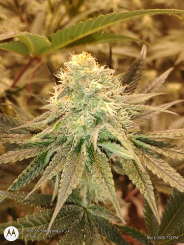 Blueberry Cupcake -- Humboldt County (pheno hunt/clone run) — flower, day 33