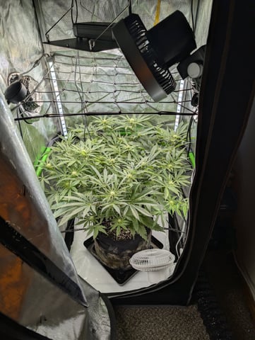 Cinderella 99 — flower, day 73