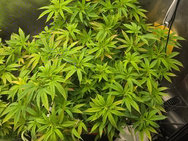 First Grow — vegetative, day 61