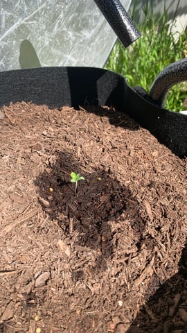 my first outdoor grow  — seedling_rooting, day 14