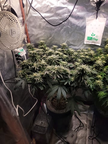 4th Grow — grow_setup, day 2