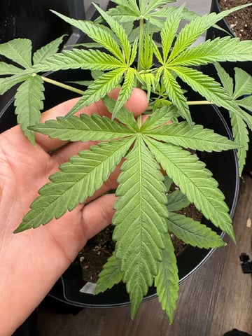 July plants of 26 — vegetative, day 12