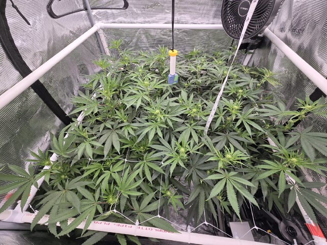 Grow 5.o — flower, day 64