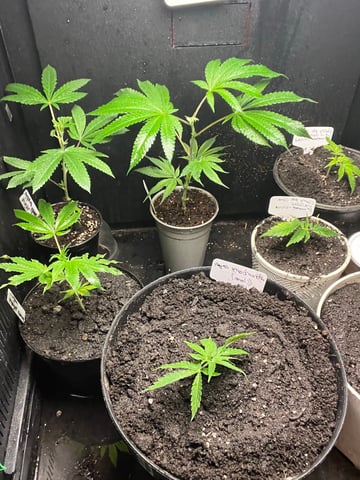 cherry pie clone  — vegetative, day 16