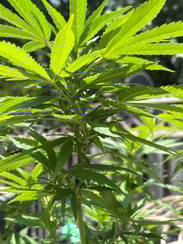 2nd grow  — flower, day 2