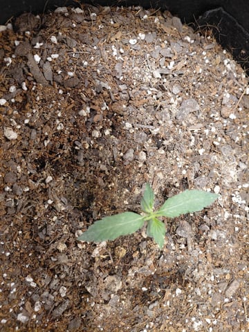 my first grow  — vegetative, day 15