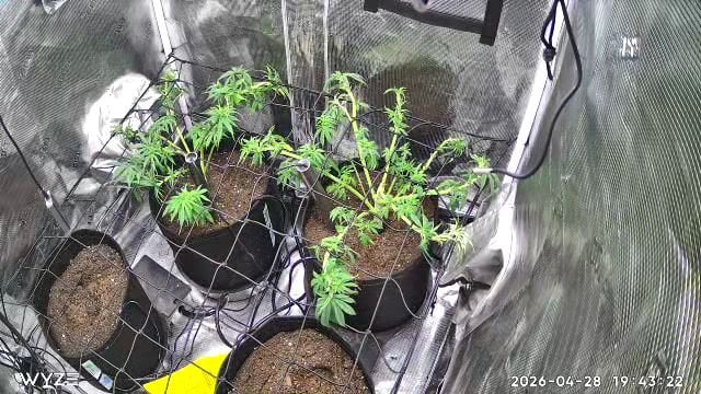 Blue Dream Feminized  — vegetative, day 60