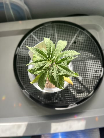 Inside Mother Plants — vegetative, day 36