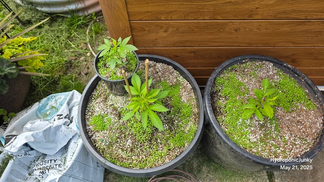 Canadian Summer Outdoor — vegetative, day 8