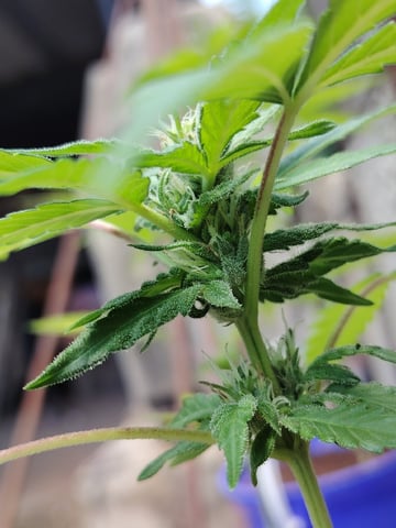 permanent marker feminised  — flower, day 44