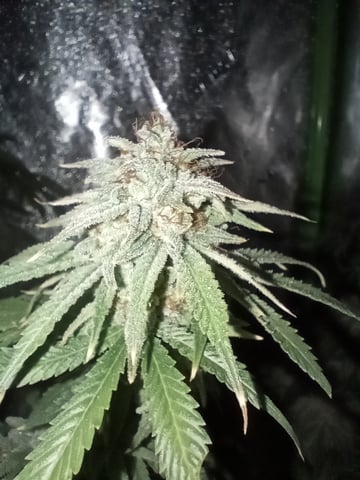 All Aboard!!! — harvest, day 130