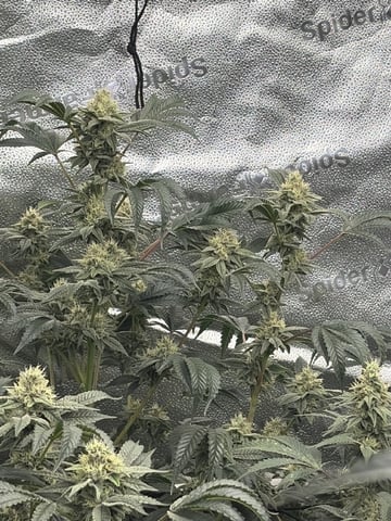 Humboldt, Hella Jelly. Jelly Donut  — flower, day 82