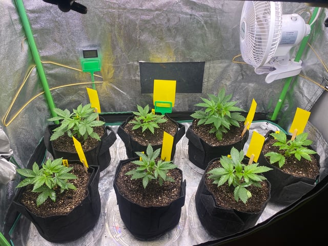 The White X Run Away Bride #3 — vegetative, day 27
