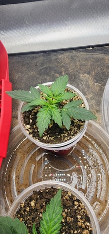 El Chemi Kiwi autoflower  — vegetative, day 11