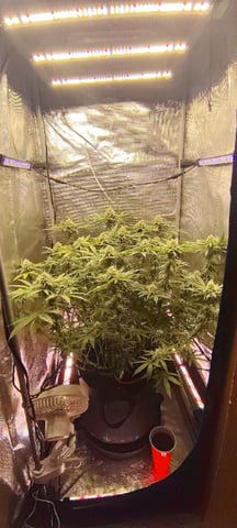 winter grow — flower, day 119