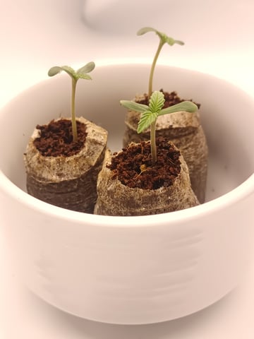 Last girls got kicked. — seedling_rooting, day 2