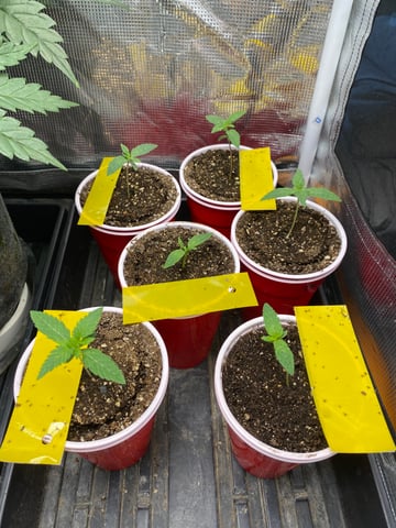 The White X Run Away Bride #3 — seedling_rooting, day 12