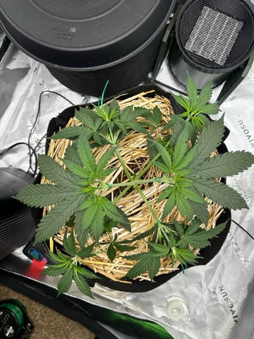 Pine (Auto) 2025 - 0 — vegetative, day 34