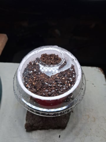 My First Grow — vegetative, day 53