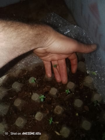 Rra Phula  — vegetative, day 12
