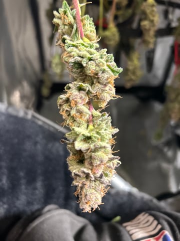 grow 3 — flower, day 53