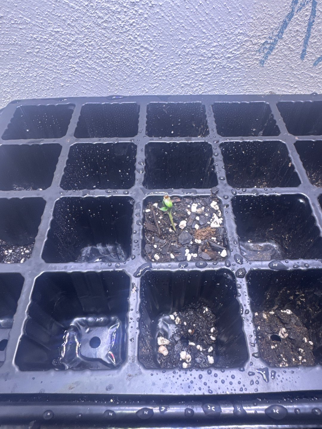 Banana Jealousy Auto