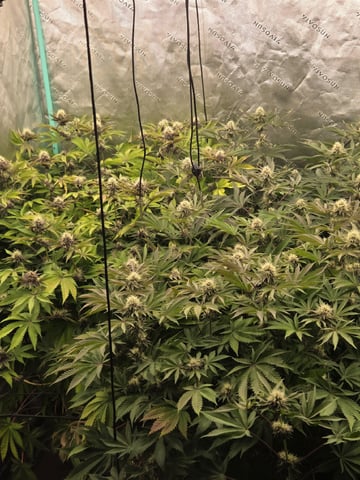 Relentless Genetics Trop Cherry S1 — flower, day 53