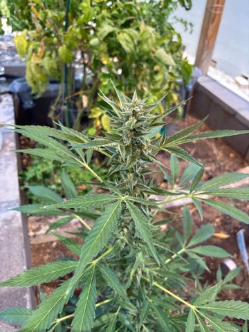 new seeds grow #2 — flower, day 73