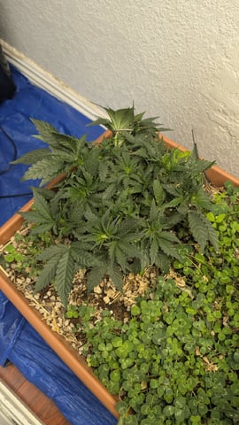 Quick Auto Summer Grow — flower, day 29