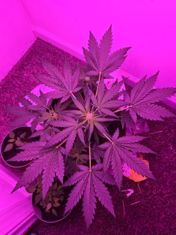 First Grow — flower, day 34