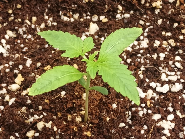 Last girls got kicked. — seedling_rooting, day 10