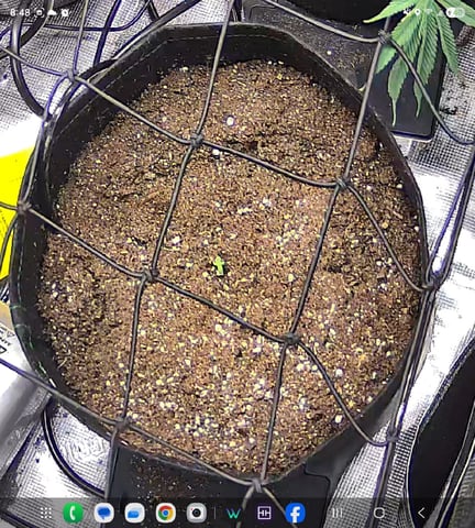 Vanna's Vanilla — seedling_rooting, day 7