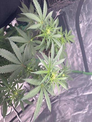 white widow — flower, day 16