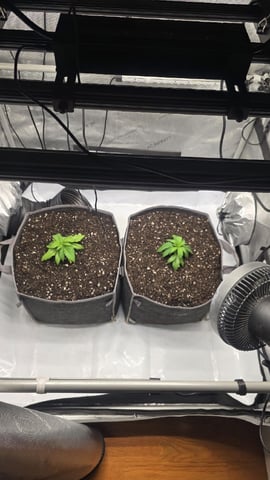 lilac diesel Rbx2 — vegetative, day 25