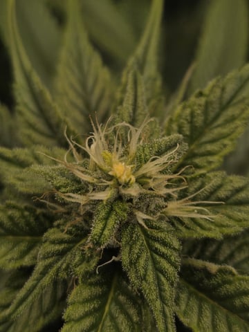 First Indoor Grow — germination, day 96