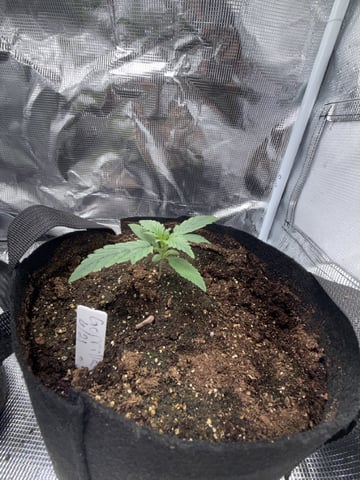 Indoor — vegetative, day 16