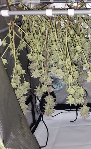 Guava Mints — harvest, day 52