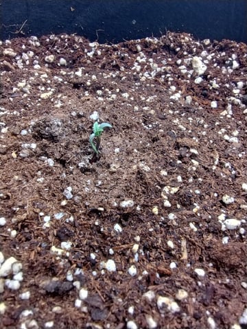 Round 2🥊 — seedling_rooting, day 10