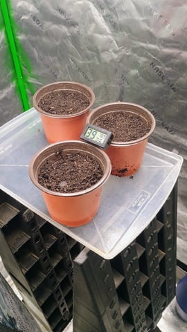 4 Plant Maddog724 Batch 0001-01 — germination, day 1