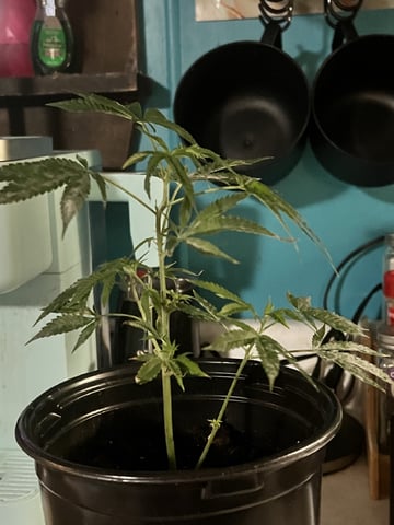 White Widow Auto — flower, day 41