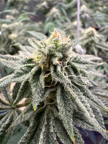 Gelly Mama and Sugar Tree — flower, day 204