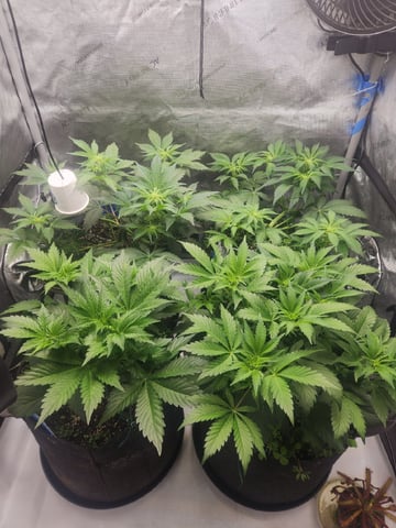 Mephisto's Flava Flav (Grape Crush x Guava Fig) — flower, day 41