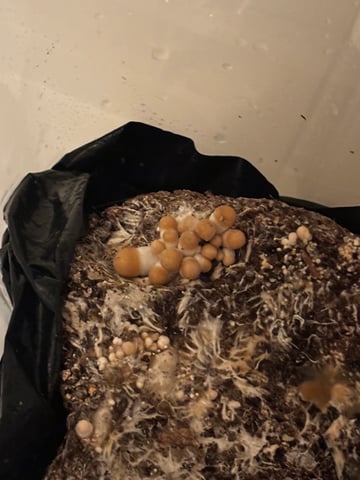 First magic mushroom grow — flower, day 77