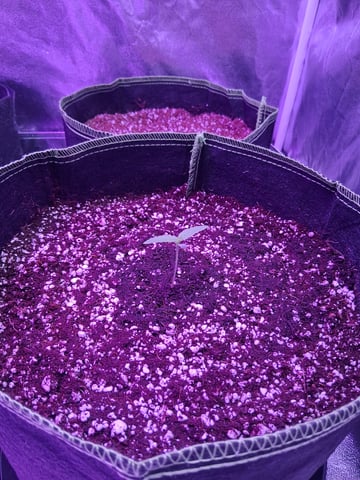 first auto grow — seedling_rooting, day 5