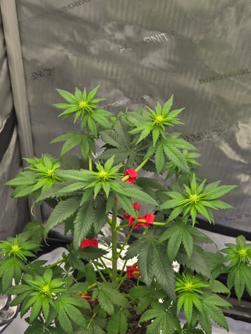 Homegrown - 🍒 🥧 & GSC Auto, 🚀 Seeds 🍌 Buttercups  — flower, day 43