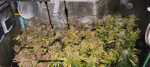 $chooners Grow — flower, day 53