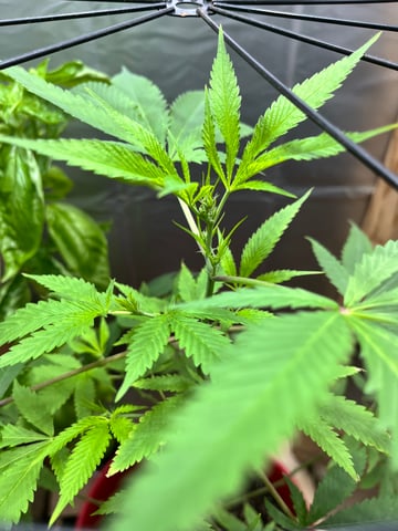 My Devine Conscious  — vegetative, day 127