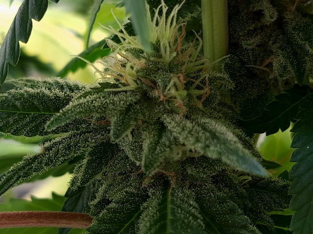 Blue Cheese from Barney's Farm — flower, day 49