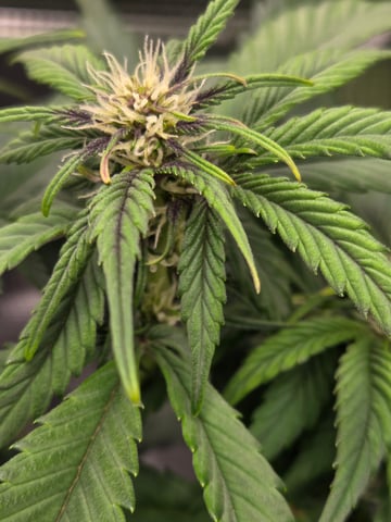 second grow — vegetative, day 33