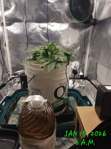 Dos Si Dos. Indica — vegetative, day 21